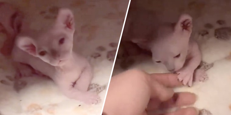 Kitten(l), Kitten with hand(r)