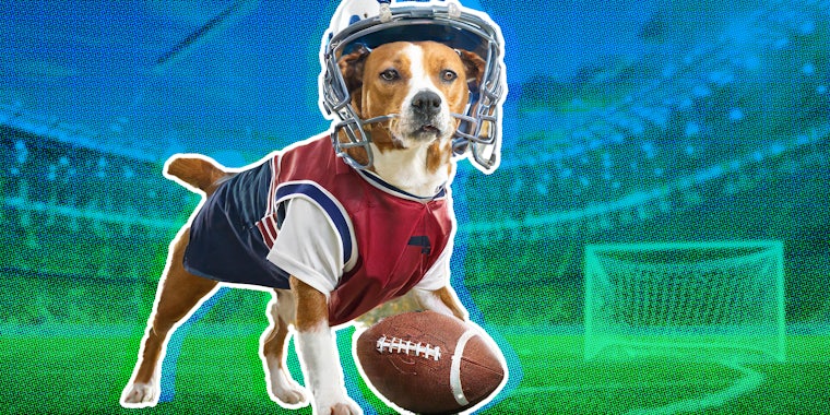 Dog playing football