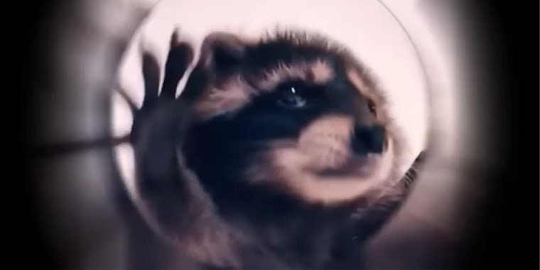 raccoon with hands up