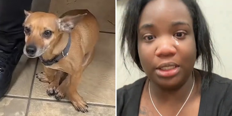 dog sitting with back legs between front legs (l) woman crying (r)