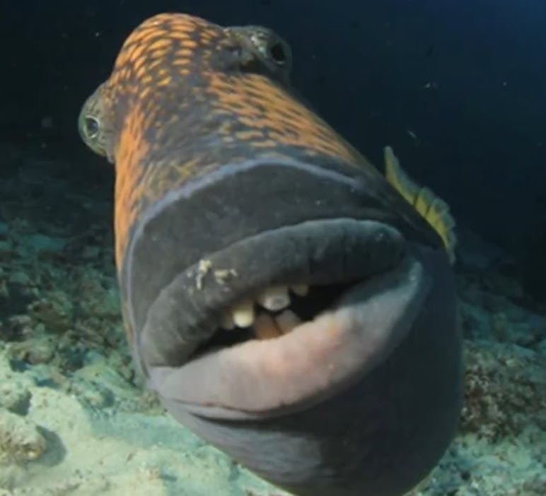 Travis Scott Fish meme